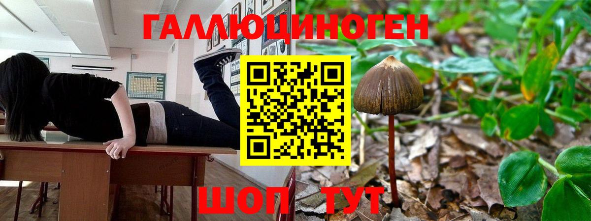 Псилоцибиновые грибы Psilocybe Алексеевка